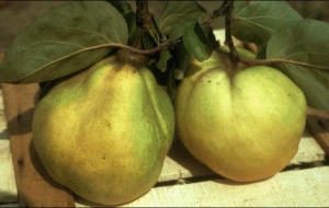 Cydonia oblonga