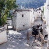 Horseback riding in the mountains