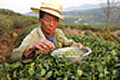 Spring tea harvest