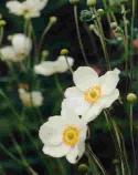 Anemone 'Honorine Jobert'