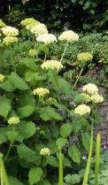 Hydrangea arb. 'Annabelle'