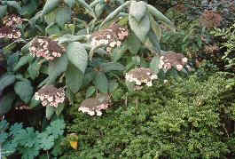 Hydrangea aspera 'Macrophylla'