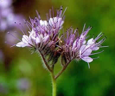 Phacelia tanacetifolia