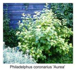 Philadelphus coronarius 'Aurea'